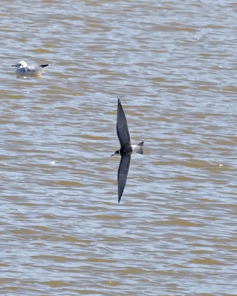 White-winged black tern